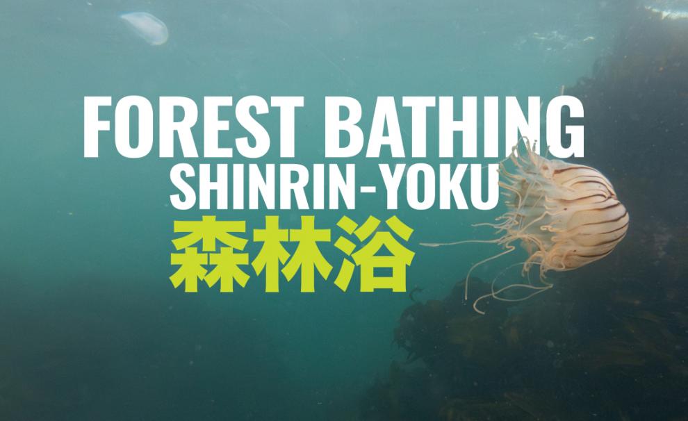 Shinrin-yoku | Forest bathing in collaboration with the J. & A. N. Diomedes Botanic Garden